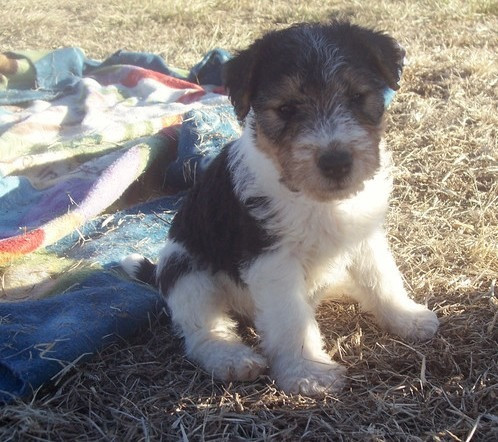 Drahthaar-Foxterrier-Welpen Hannover - photo 1