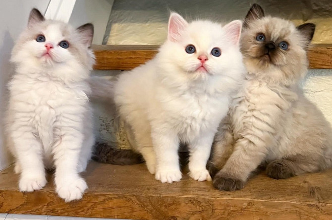 Ragdoll kittens Ганновер - изображение 1