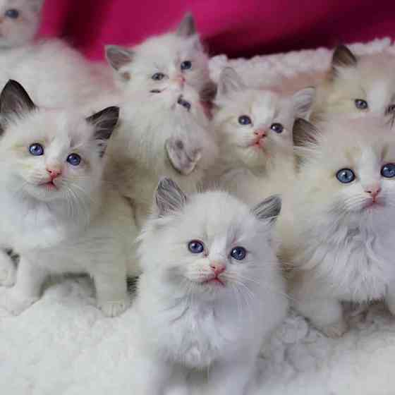 Ragdoll kittens Майнц