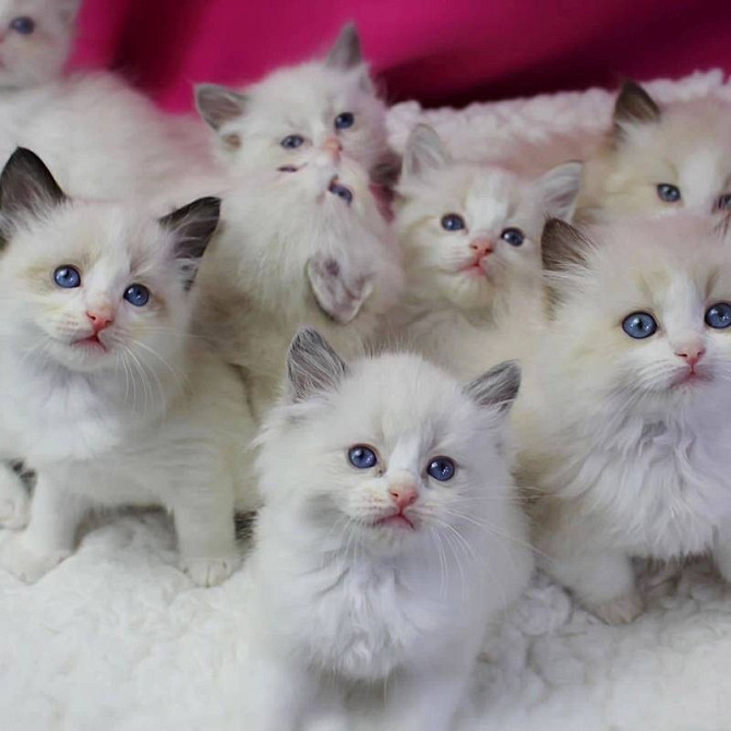 Ragdoll kittens Mainz - изображение 1