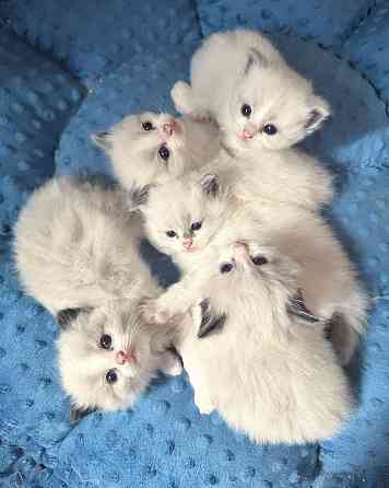 Ragdoll kittens Дюссельдорф