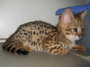 Exotisches, hübsches Savannah-F1-Kätzchen zur Adoption bereit Дюссельдорф - изображение 1