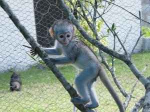 Kapuzineraffenbabys zur Adoption Munich - photo 1