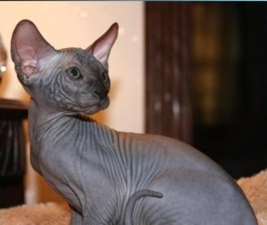 Sphynx-Kätzchen, Eltern aus Russland. Saarbruecken - photo 1