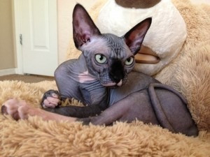 Wow, weibliches Sphynx-Kätzchen, bereit zum Abholen Мюнхен - изображение 1