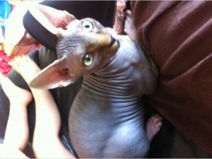 Prächtige männliche und weibliche haarlose Sphynx-Katzen sind jetzt zur Vermittlung bereit (KOSTENLO Berlin - photo 1