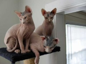 Tolle männliche und weibliche Sphynx-Kätzchen für ein neues Zuhause Erfurt - photo 1