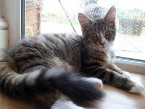 Mainecoon Brown Tabby Männlich Potsdam - изображение 1