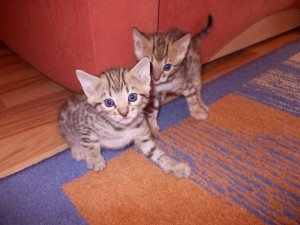 Schöne Bengalkätzchen zur Adoption Schwerin - изображение 1