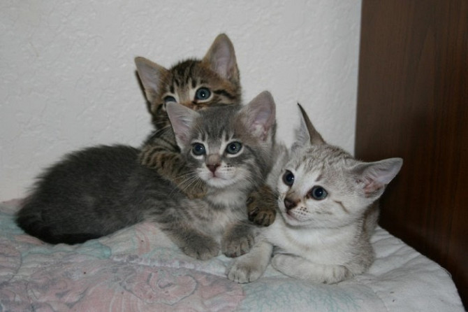 Toyger-Kätzchen mit Rosette verfügbar Duesseldorf - photo 1