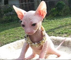 Zweifarbige weibliche Sphynx-Katzen Шверин - изображение 1