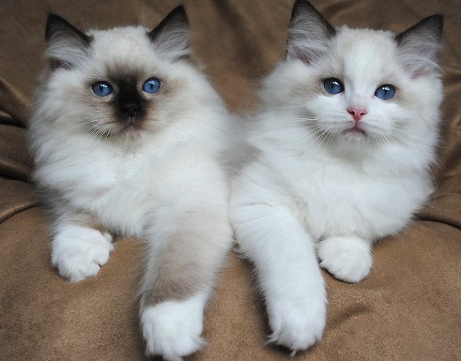 Reinrassiges Ragdoll-Kätzchen mit Point-Farbe Stuttgart - photo 1