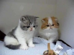 Exotic Shorthair zu verkaufen Берлин - изображение 1