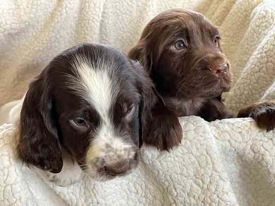 KC Cocker Spaniel-Welpen mit hervorragender Abstammung München