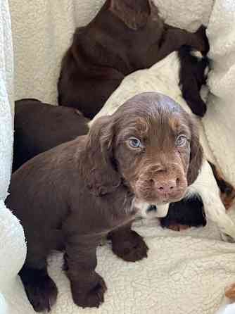 KC Cocker Spaniel-Welpen mit hervorragender Abstammung München