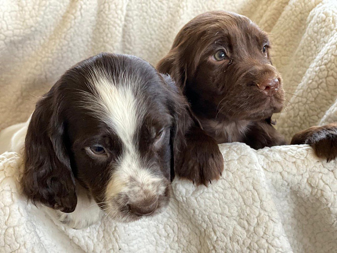 KC Cocker Spaniel-Welpen mit hervorragender Abstammung München - изображение 1