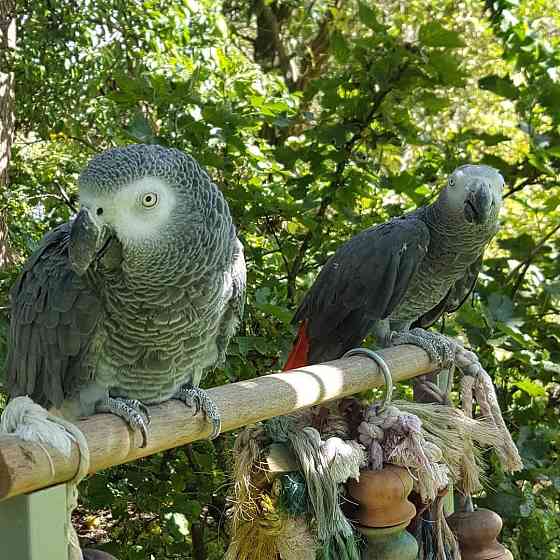 Wunderschöne indische Halsbandsittichbabys Saarbrücken