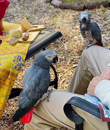 Wunderschöne indische Halsbandsittichbabys Саарбрюккен