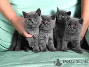 British Shorthair kittens Ганновер