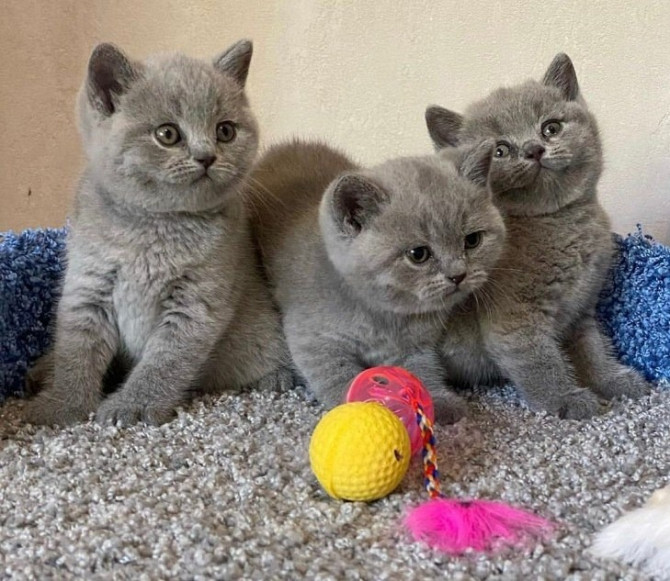 British Shorthair kittens Saarbruecken - photo 1