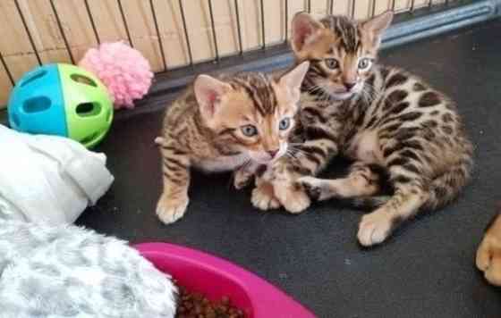 Bengal kittens Магдебург