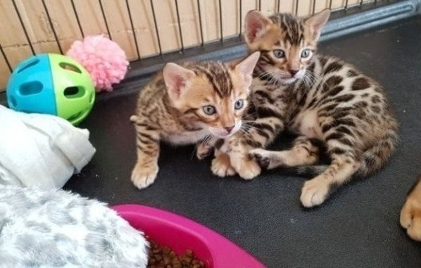 Bengal kittens Magdeburg - photo 1