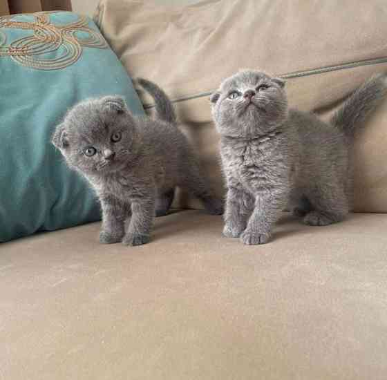 Scottish fold kittens Ганновер