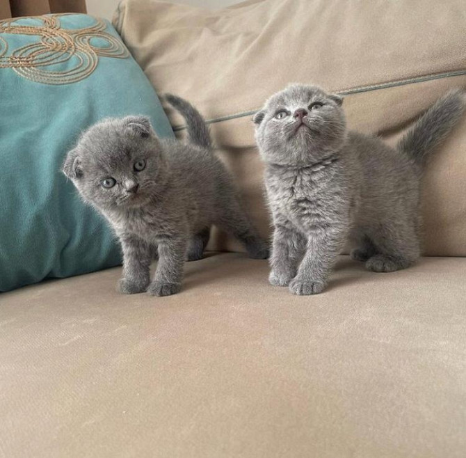 Scottish fold kittens Ганновер - изображение 1