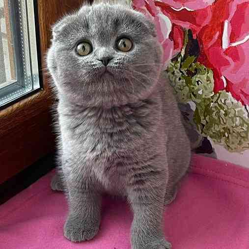 Scottish fold kittens Саарбрюккен