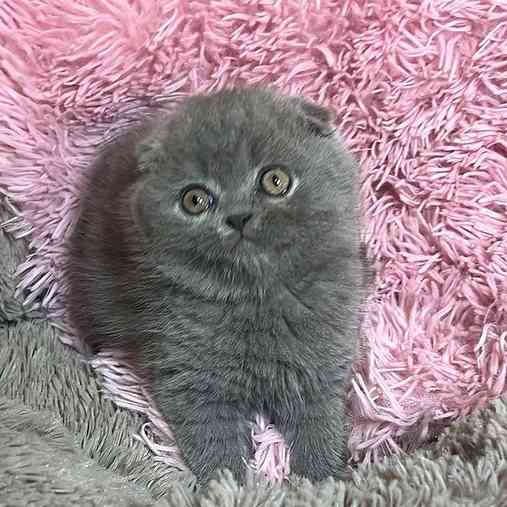 Scottish fold kittens Саарбрюккен