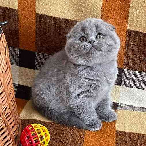 Scottish fold kittens Magdeburg