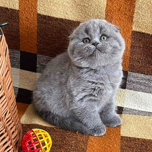 Scottish fold kittens Magdeburg - photo 2