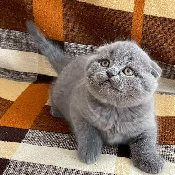 Scottish fold kittens Magdeburg - изображение 1