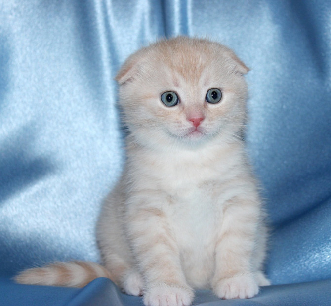 Scottish fold kittens Duesseldorf - photo 1