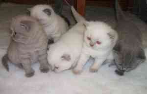 Scottish Fold-Kätzchen Schwerin