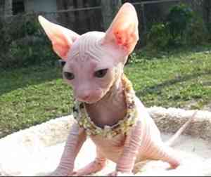 Zweifarbige weibliche Sphynx-Katzen Дрезден