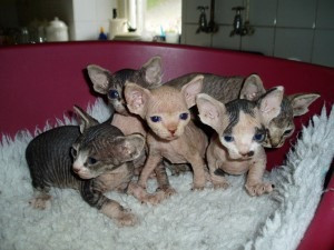 Bezaubernde Sphynx-Kätzchen zur Adoption bereit Potsdam - изображение 1