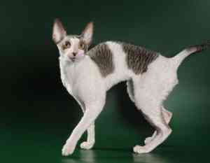 Cornish Rex Kätzchen Майнц