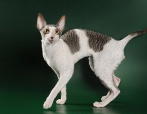 Cornish Rex Kätzchen Mainz - photo 1