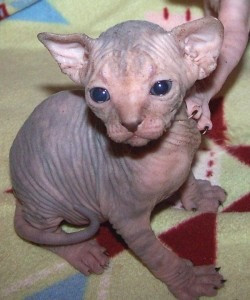 Kostenlose Sphynx-Kätzchen Дюссельдорф - изображение 1