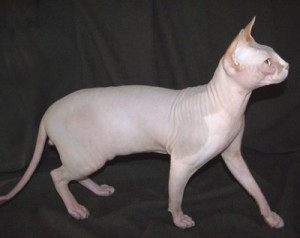 Zwei Sphynx-Kätzchen zu verkaufen Stuttgart - изображение 1