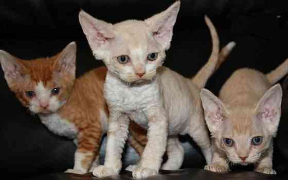 Devon Rex kittens Вайсенбург-ін-Байєрн