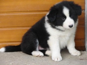 BEZAUBERNDER BORDER COLLIE RÜDE UND WEIBLICH ZUR ADOPTION Гамбург - изображение 1