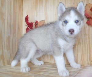 Siberian Husky-Welpen bereit für ein neues Zuhause. Дрезден - изображение 1