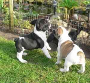 Gut ausgebildete Französische Bulldoggenwelpen! München