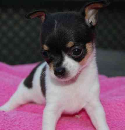 Lovely and cute Chihuahua puppies to a good home Potsdam