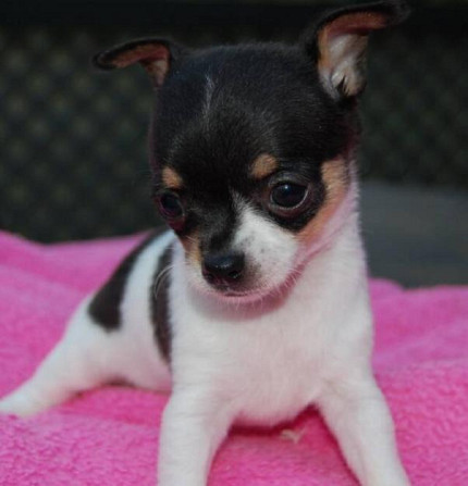 Lovely and cute Chihuahua puppies to a good home Potsdam - изображение 1