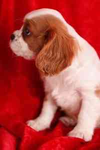 Cavalier King Charles Spaniel Welpe Бремен