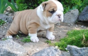 AKC Englische Bulldoggenwelpen zu verkaufen Висбаден - изображение 1