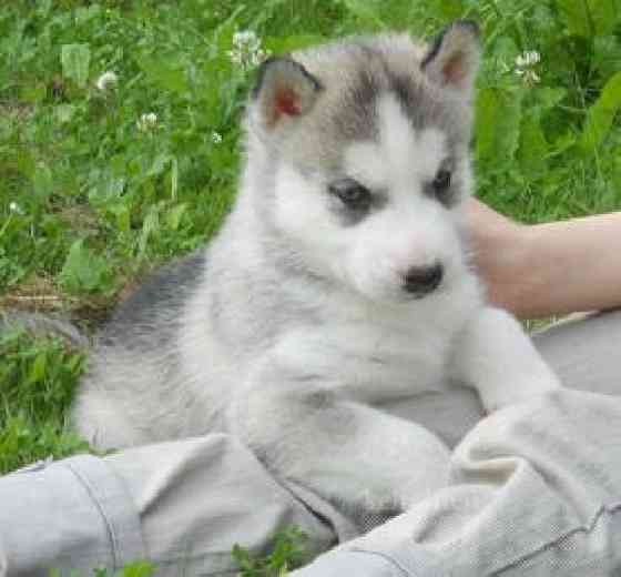 Super Siberian Husky Welpen Bremen